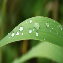 Leaf
